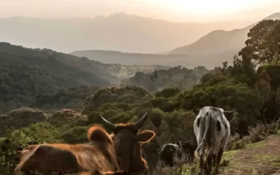 7 Days Bale mountains Trekking Bale Mountains National Park